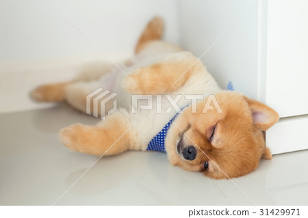 pomeranian puppy dog sleeping in home - Stock Photo [31429971] - PIXTA