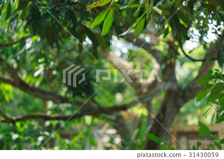 green bokeh light through tree in summer nature green bokeh light through tree in summer nature 31430059