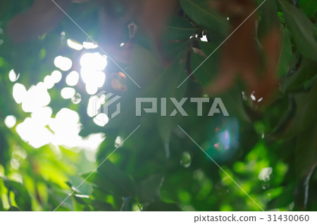 sun light through tree in summer nature sun light through tree in summer nature 31430060