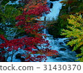 Autumn leaves of Akan Takimi Bridge 31430370