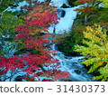 Autumn leaves of Akan Takimi Bridge 31430373