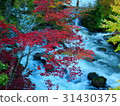 Autumn leaves of Akan Takimi Bridge 31430375