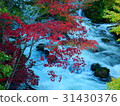 Autumn leaves of Akan Takimi Bridge 31430376