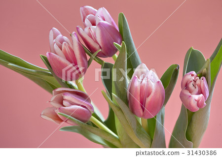 bouquet Beautiful Tulips pink color 31430386