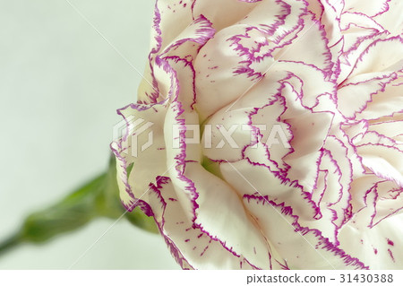 White carnation flower 31430388