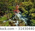 Autumn leaves of Akan Takimi Bridge 31430440