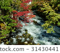 Autumn leaves of Akan Takimi Bridge 31430441