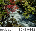 Autumn leaves of Akan Takimi Bridge 31430442