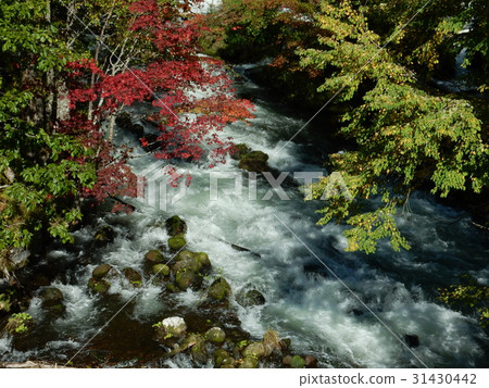 Autumn leaves of Akan Takimi Bridge Autumn leaves of Akan Takimi Bridge 31430442