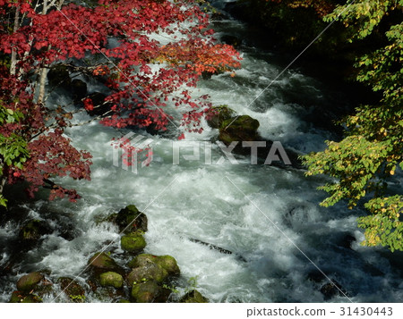 Autumn leaves of Akan Takimi Bridge Autumn leaves of Akan Takimi Bridge 31430443