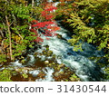 Autumn leaves of Akan Takimi Bridge 31430544