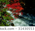 Autumn leaves of Akan Takimi Bridge 31430553