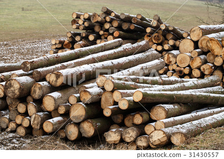 Pile of wood 31430557