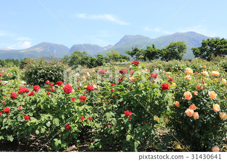 Kuju mountain and rose garden Kuju mountain and rose garden 31430641