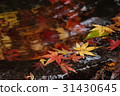 Maple  31430645
