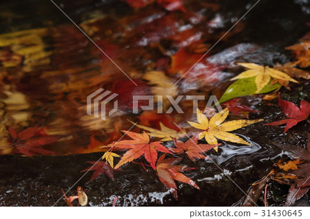 Maple Maple 31430645