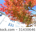 Autumn leaves 31430646