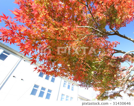 Autumn leaves Autumn leaves 31430646