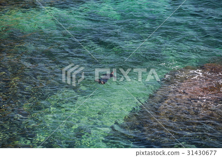 snorkelling view from above 31430677
