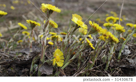 coltsfoot Yellow primroses 31430678