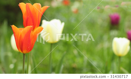 Red Tulips close to Red Tulips close to 31430717