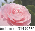 Button 31430739