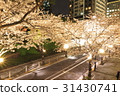 Cherry blossoms at Roppongi night view 31430741