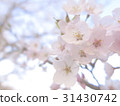 Cherry blossoms of Miyagase 31430742
