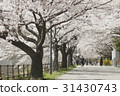 Cherry blossoms at univers 31430743