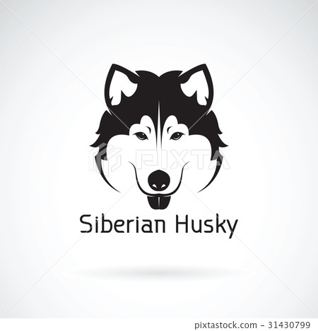 Vector of a dog siberian husky. Pet 31430799