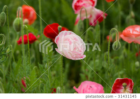 各種罌粟花 31431145