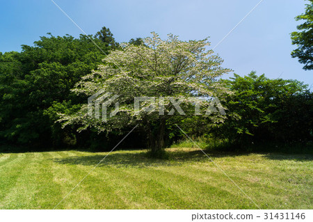 春天Egonoki 31431146