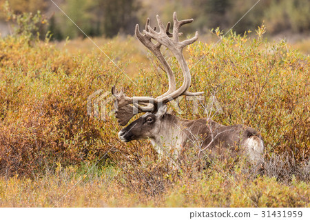 Caribou Bull in Velvet 31431959