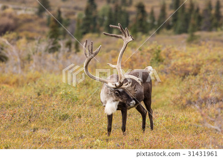 Caribou Bull in Velvet Caribou Bull in Velvet 31431961