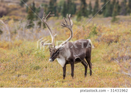 Caribou Bull in Velvet Caribou Bull in Velvet 31431962