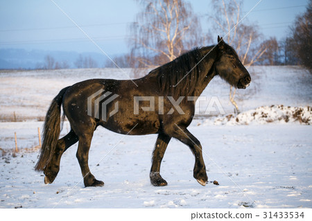 Friesian horse in winter Friesian horse in winter 31433534