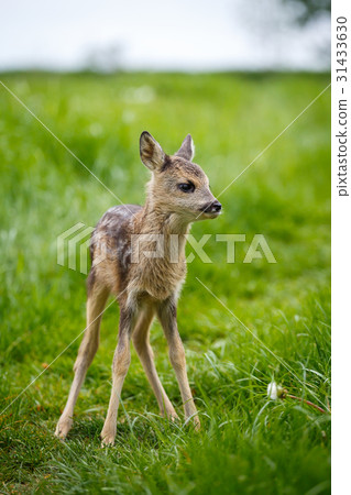 Young wild roe deer in grass 31433630