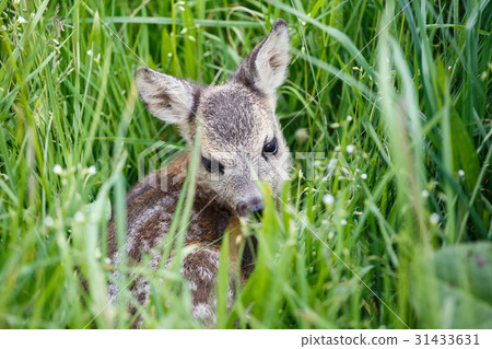 Young wild roe deer in grass 31433631