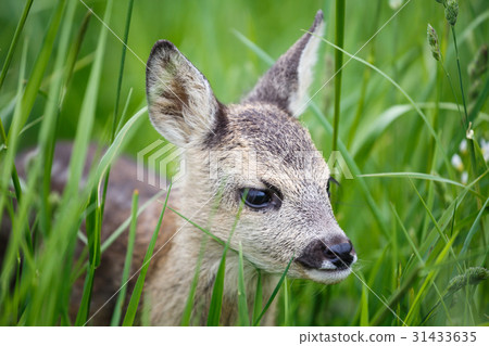 Young wild roe deer in grass Young wild roe deer in grass 31433635