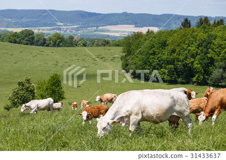 Herd of cows and calves grazing on a green meadow Herd of cows and calves grazing on a green meadow 31433637