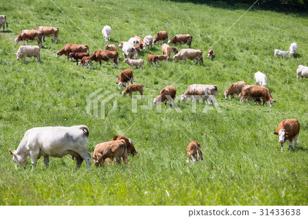 Herd of cows and calves grazing on a green meadow 31433638