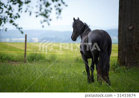 Friesian colt in meadow 31433674