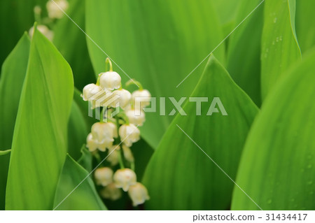 山谷的百合花不安分 31434417