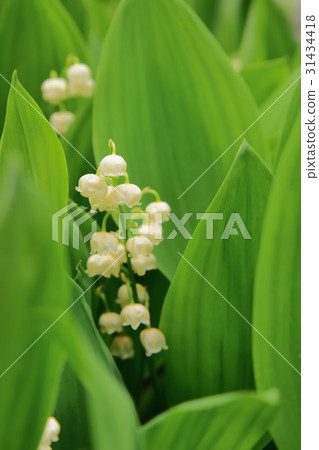 山谷的百合花不安分 31434418