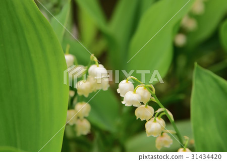 The lily of the valley restless 31434420