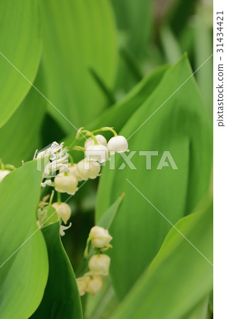 The lily of the valley restless 31434421