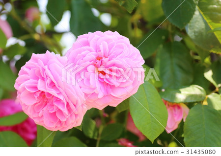  粉紅玫瑰花朵 31435080