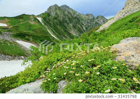 Triangle tree community and Mt. 31435798