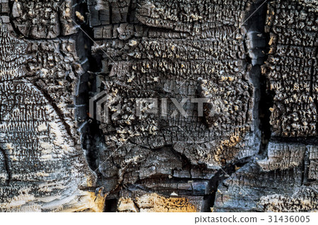 Wooden texture, wooden background. Wooden texture, wooden background. 31436005