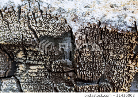 burnt Tree bark texture background burnt Tree bark texture background 31436008